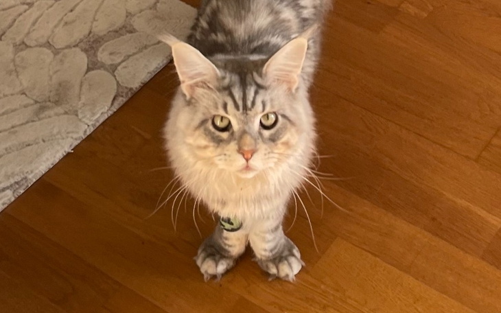 Zbiórka Neko zpalenie otrzewnej - zdjęcie główne