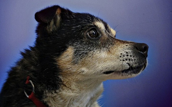 Pies patrzący w stronę obiektywu, pełen nadziei.