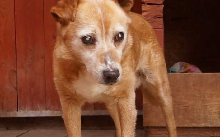 Zbiórka Operacja oczu Reja - zdjęcie główne