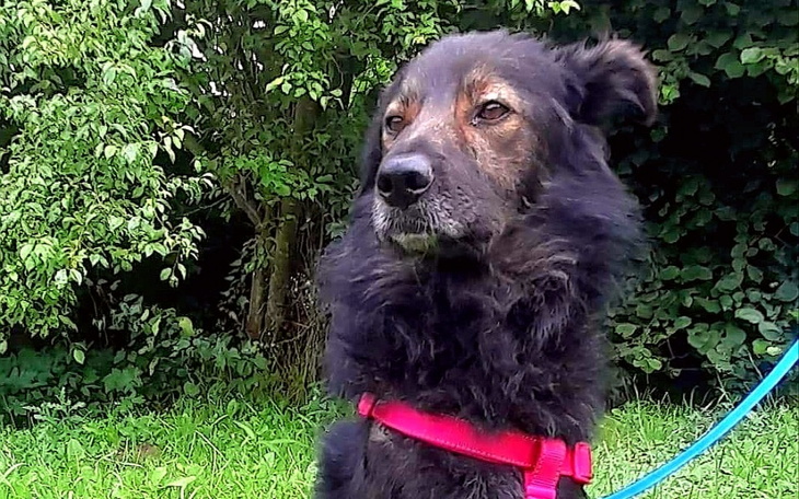 Zbiórka Na transport dla Czlapusia. - zdjęcie główne