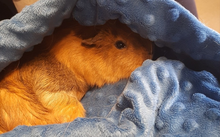 Zbiórka Leczenie Fanty - zdjęcie główne