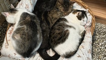 Zbiórka 60 kocich serc prosi o pomoc - miniaturka zdjęcia