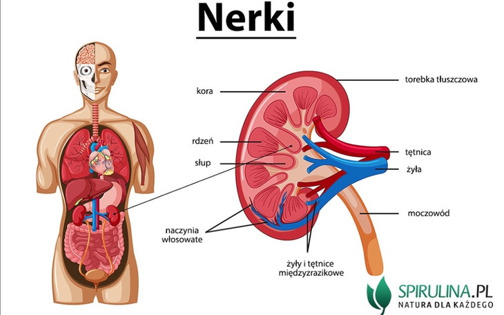 Ilustracja anatomiczna nerek z opisem.