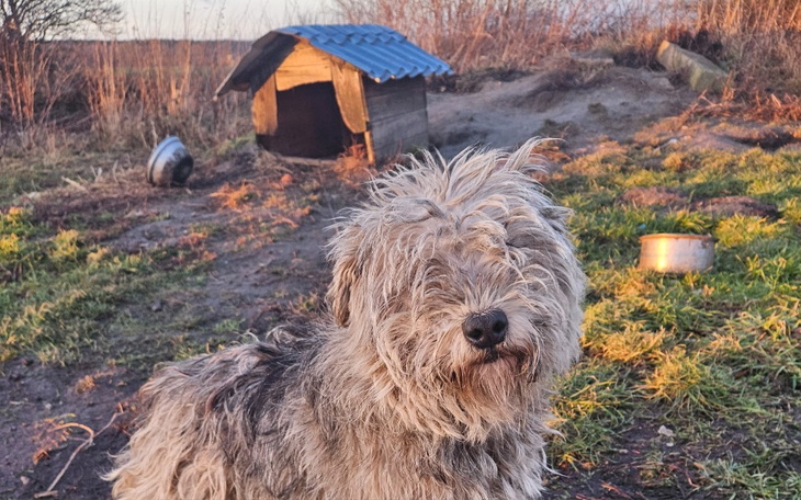 Zbiórka Pomoc dla pieska z dredami - zdjęcie główne