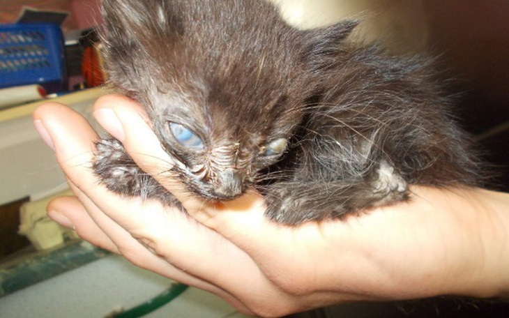 Zbiórka Ratujemy Umierające kocie dzieci - zdjęcie główne