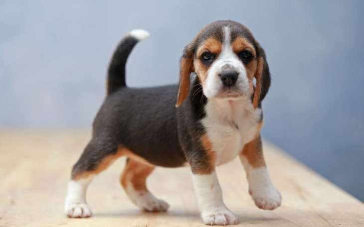 Zbiórka Kupno Pieska beagle - zdjęcie główne