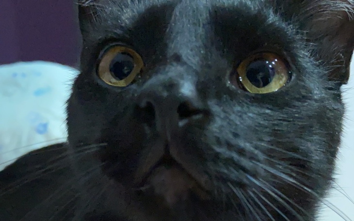 Zbiórka Jedyny ratunek dla Vincenta - zdjęcie główne