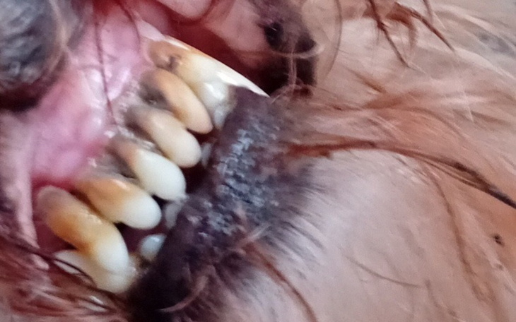 Zbliżenie na zęby psa, ukazujące jego zdrowie.