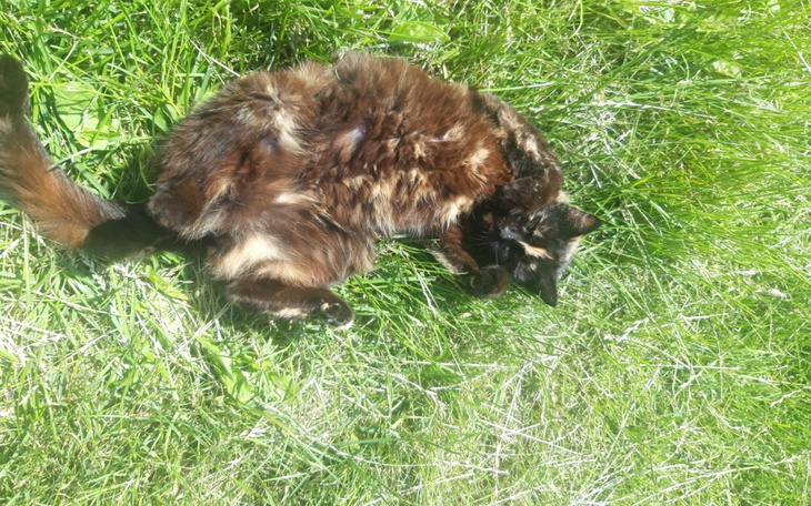 Zbiórka Na operacje dla kot - zdjęcie główne