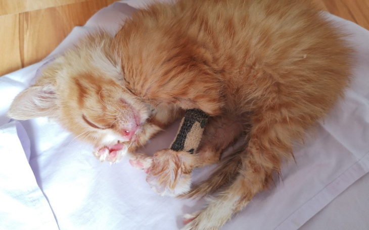 Śpiący kotek z opatrunkiem na łapie.