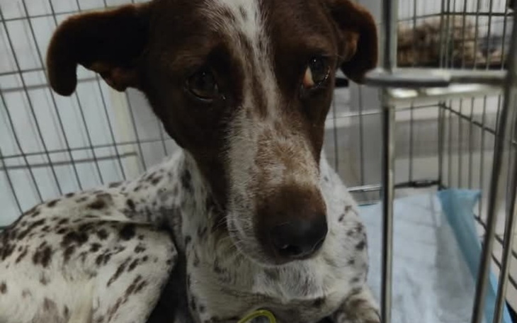 Zbiórka Choroba PIeska - zdjęcie główne