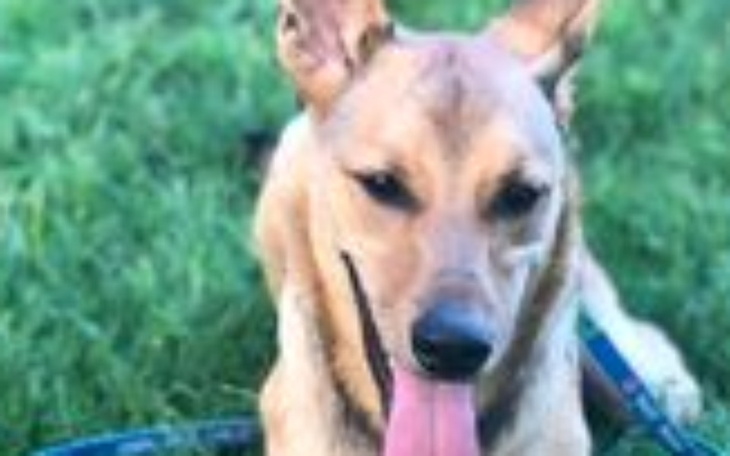 Zbiórka Pomoc behawiorysty - zdjęcie główne