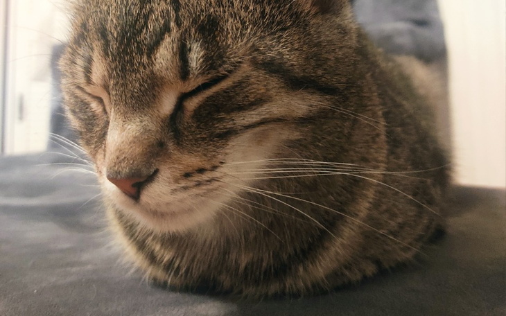 Zbiórka Leczenie Naszej Kotki - zdjęcie główne