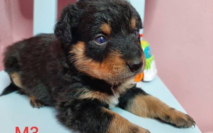 Zbiórka Diana i maluchy - zdjęcie główne