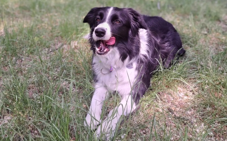 Pies rasy border collie leży na trawie, uśmiechając się.
