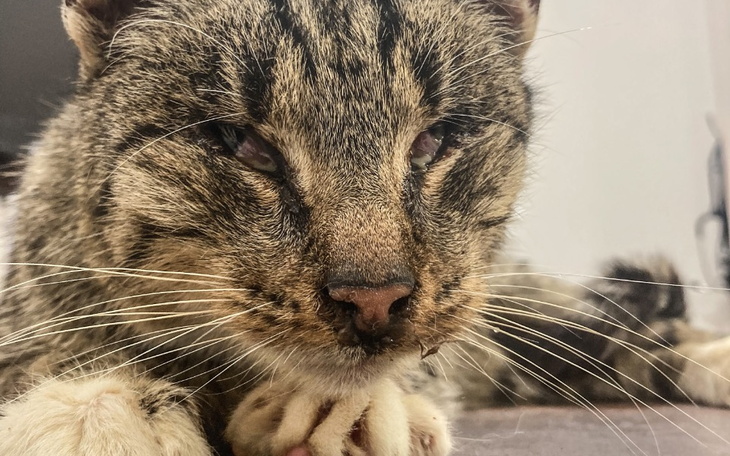 Zbiórka Wrak kota, żywa tarcza - zdjęcie główne