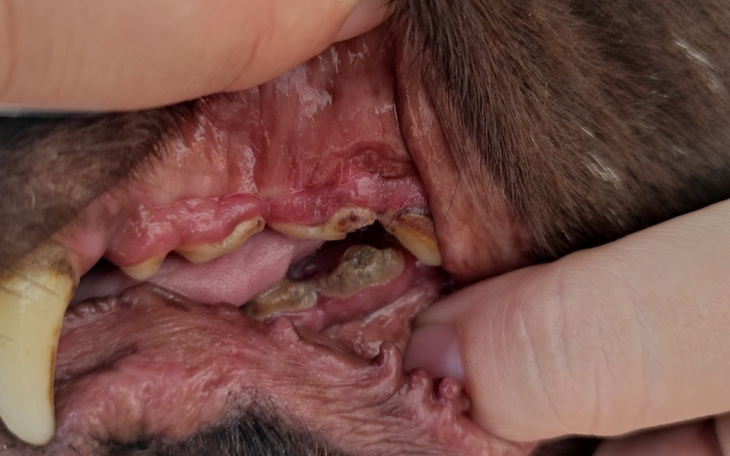 Zbiórka Czekoladowy koszmar - Raya - zdjęcie główne