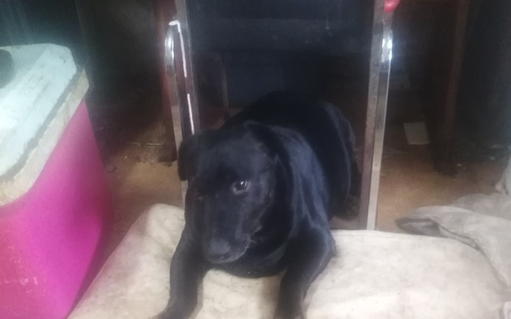 Czarny pies leżący na poduszce w pomieszczeniu.