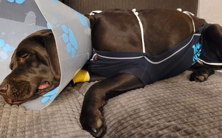 Zbiórka Na spłatę faktur za zabiegi. - zdjęcie główne