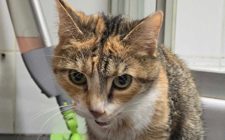 Zbiórka Leczenie Kota Szogunka na FIP - zdjęcie główne