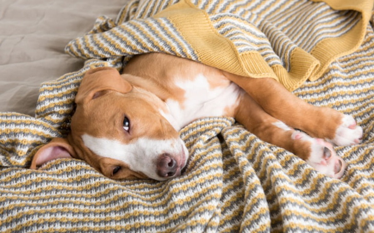 Zbiórka Zbiórka na operację psiaka - zdjęcie główne