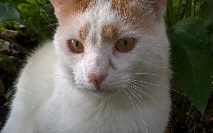 Zbiórka Pomoc dla bezdomnego Dyzia - zdjęcie główne