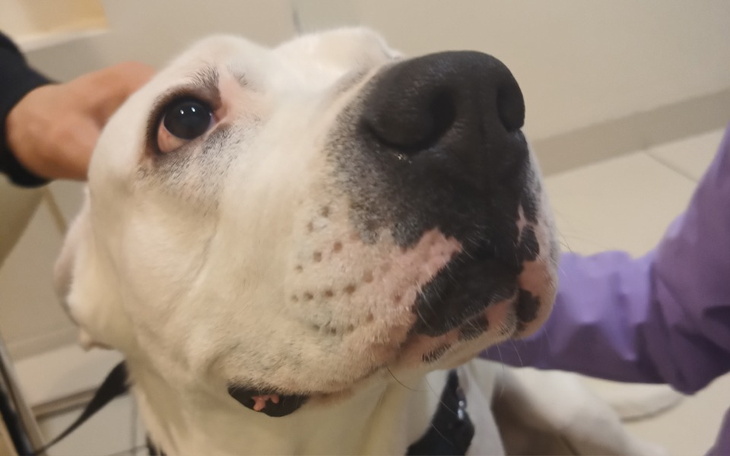 Zbiórka Pomóżcie nam uratować Jazza - zdjęcie główne