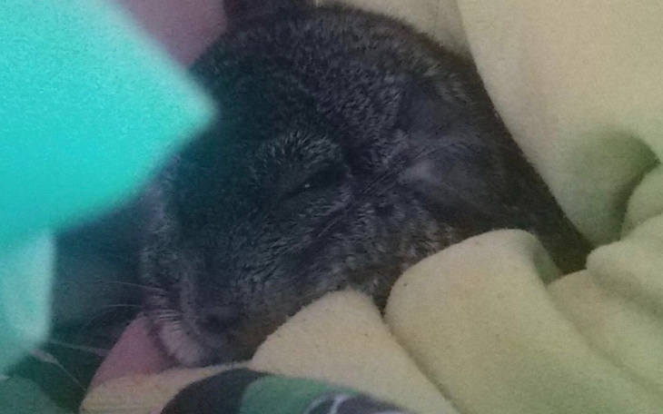 Zbiórka Na leczenie mojego szynszylka - zdjęcie główne