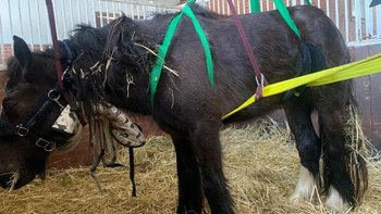 Zbiórka Ratujemy konie przed śmiercią - miniaturka zdjęcia