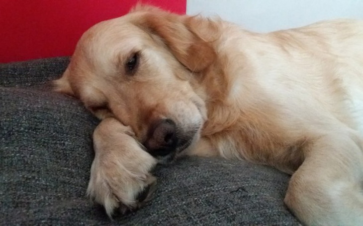 Zbiórka Leczenie Dakara - zdjęcie główne