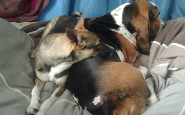 Zbiórka Operacja basseta Puzona - zdjęcie główne