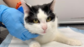 Zbiórka Olszynka - miniaturka zdjęcia