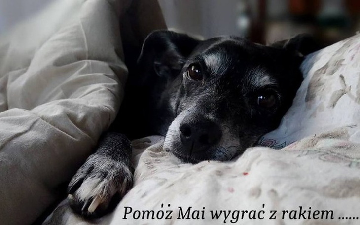 Zbiórka Pomóż Mai wygrać z rakiem .... - zdjęcie główne