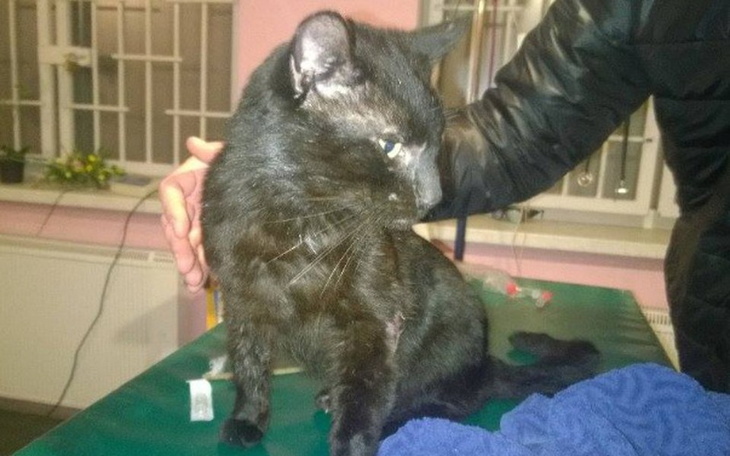 Czarny kot siedzący na stole, z ciekawym spojrzeniem.