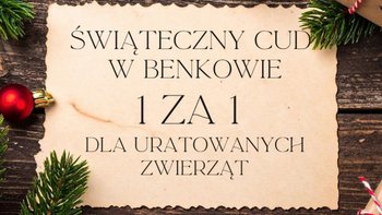 Zbiórka Świąteczne 1 za 1 dla zwierząt - miniaturka zdjęcia