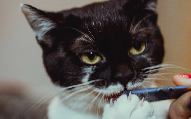 Zbiórka Kajka zbiera na utrzymanie - zdjęcie główne