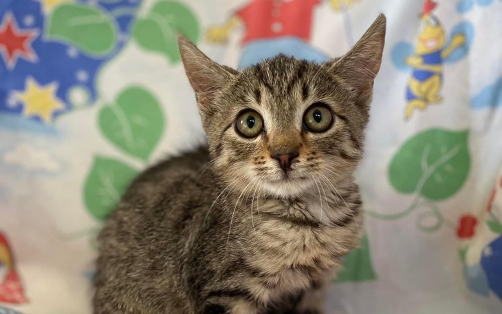 Zbiórka Dla kocich brzuszków - zdjęcie główne