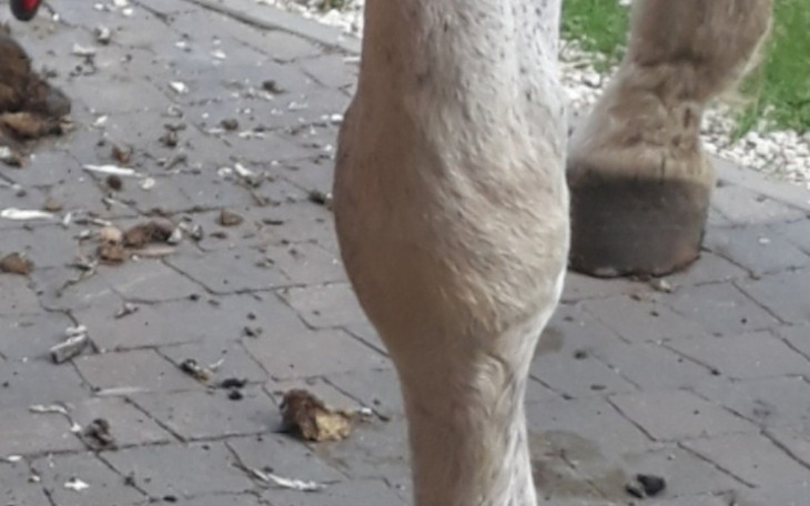 Zbiórka Leczenie chorej klaczy - zdjęcie główne