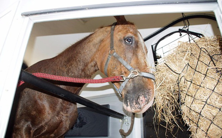 Zbiórka Wypadek, śpiączka i koń - zdjęcie główne