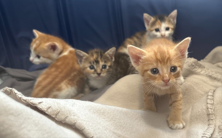 Zbiórka Na pomoc super kociakom - zdjęcie główne