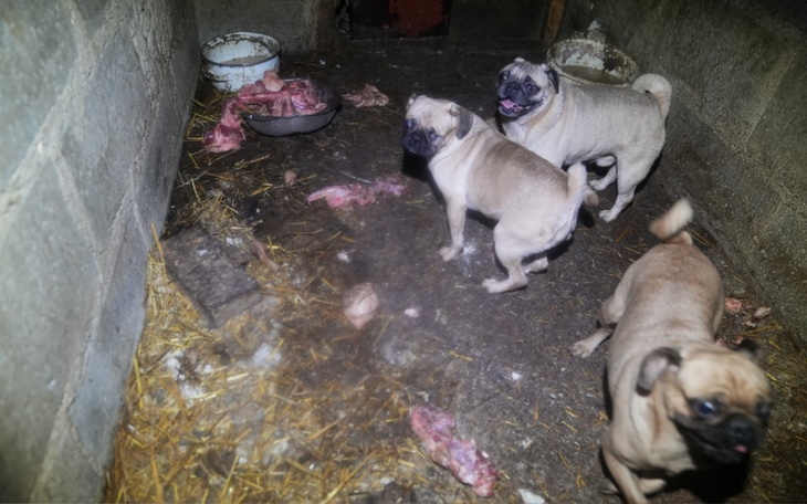 Trzy mopsy w brudnej zagrodzie, szukające jedzenia.
