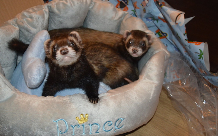 Zbiórka Fretki w potrzebie - zdjęcie główne