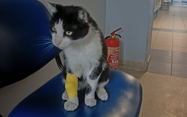 Kot z opatrunkiem na łapie siedzący na krześle.