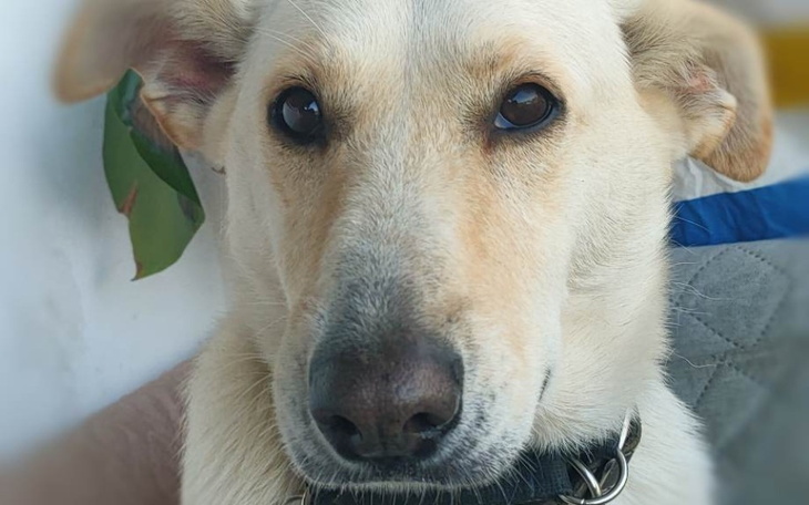 Zbiórka Daysy zbiera na hotelik - zdjęcie główne