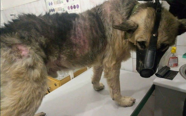 Zbiórka Frodo prosi o pomoc... - zdjęcie główne