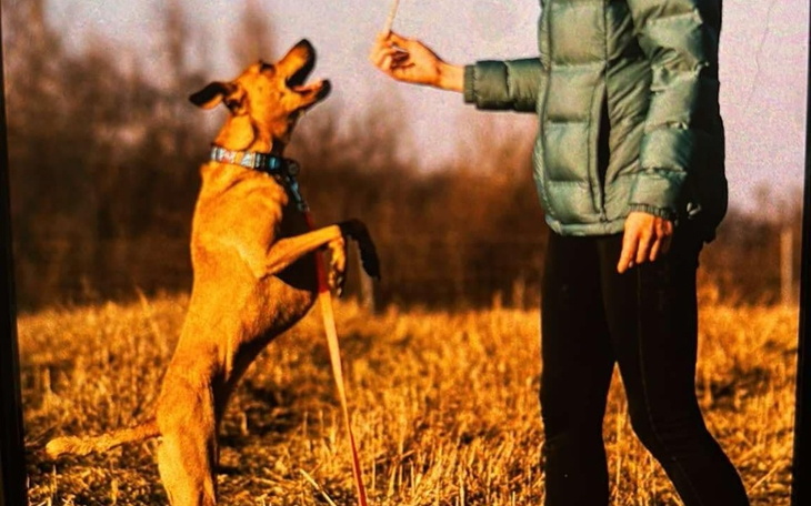 Pies skaczący w radości, czekający na smakołyk od właściciela.