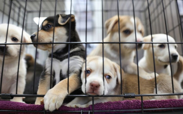 Zbiórka Na pomoc zwierzakom ze schronisk - zdjęcie główne