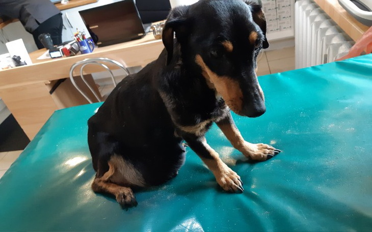 Czarny pies siedzi na stole, wyglądając na zmartwionego.