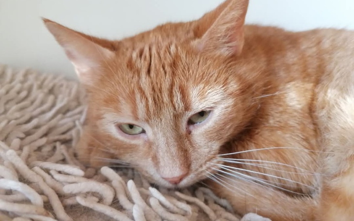 Rudy kot leżący na miękkim kocu.