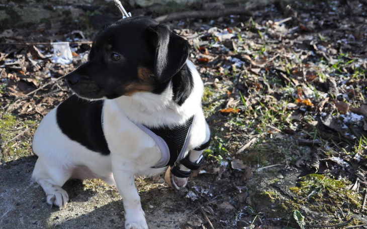 Zbiórka Na rehabilitację łapki Kacperka - zdjęcie główne